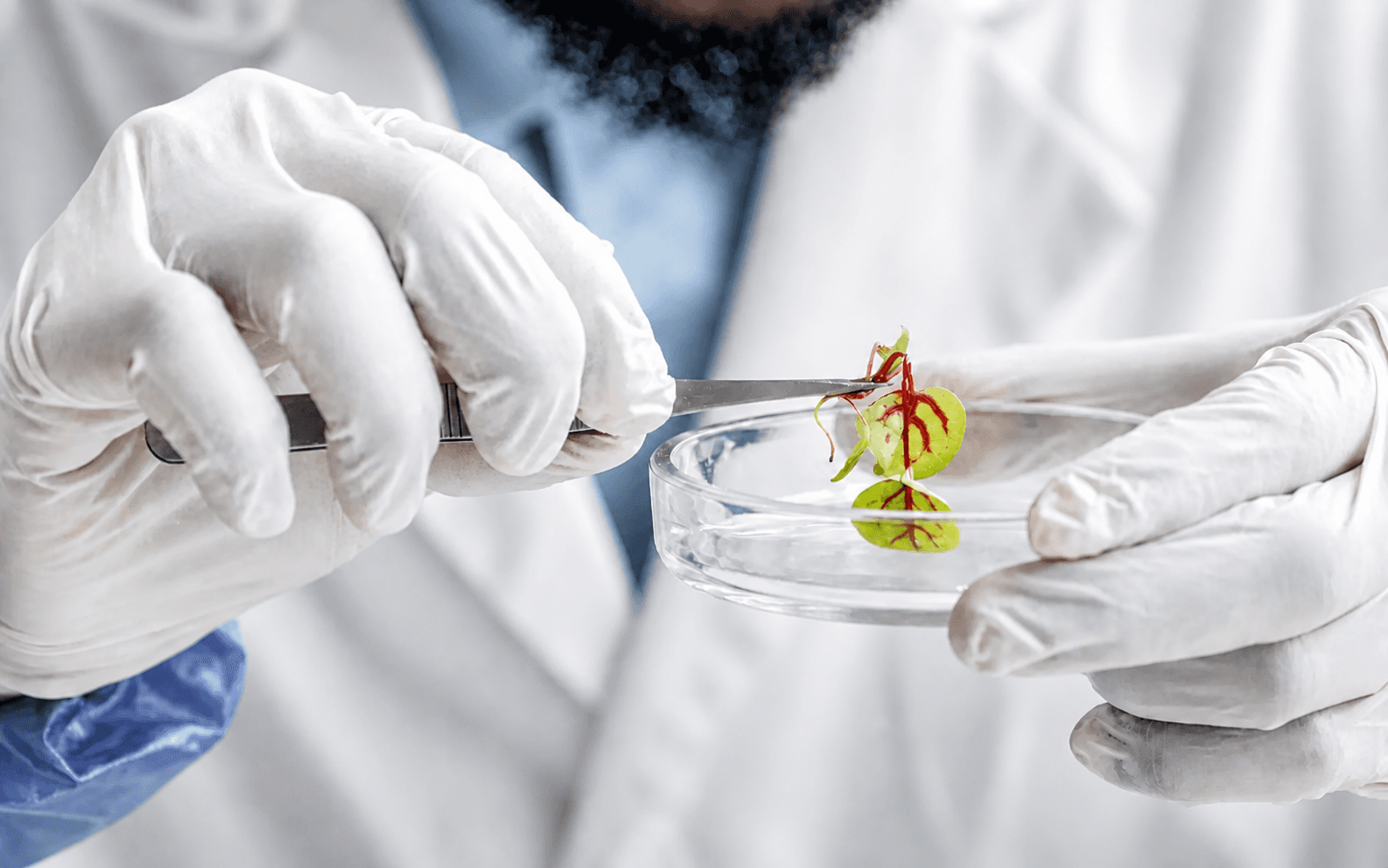 Analyse d’un jeune plant dans un laboratoire agronomique