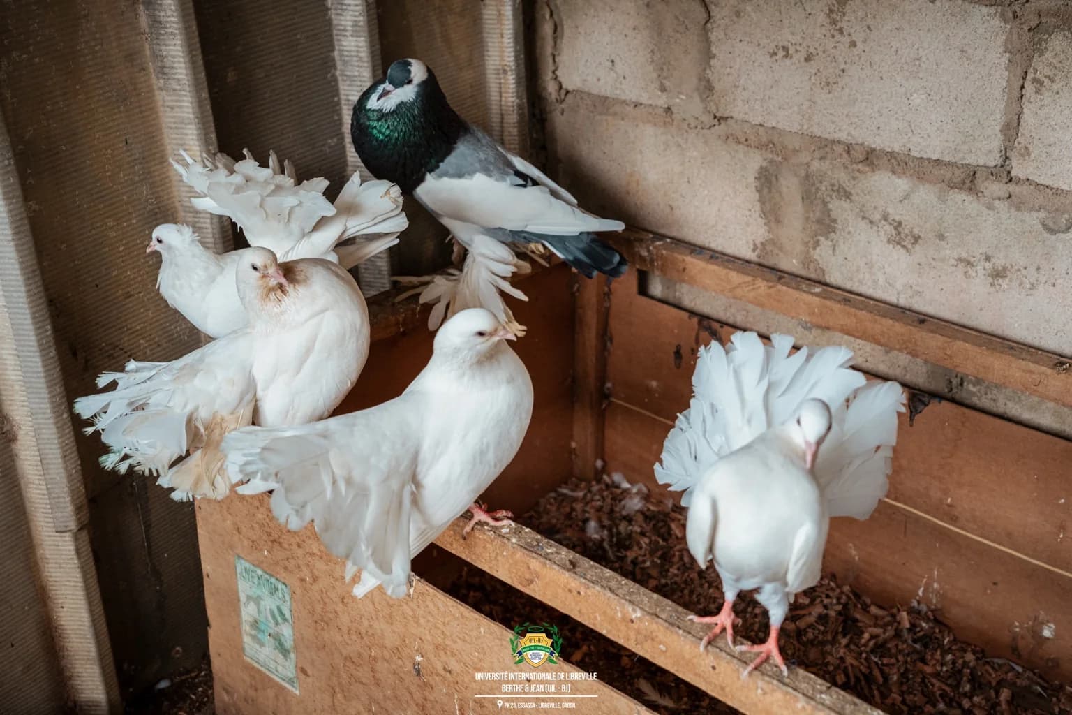 Pigeons photographeds in an aviary