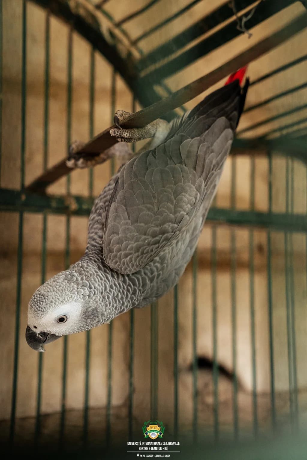 Perroquet photographed in an aviary
