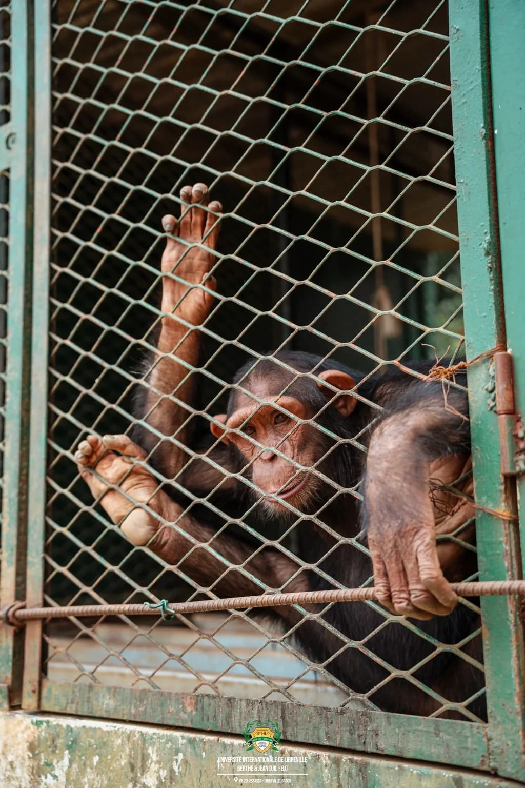 Singe photographié derrière une clôture