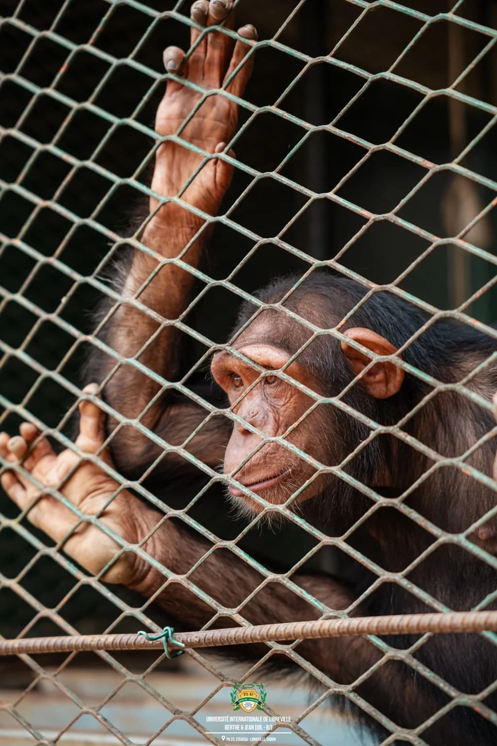 Singe observé derrière une clôture