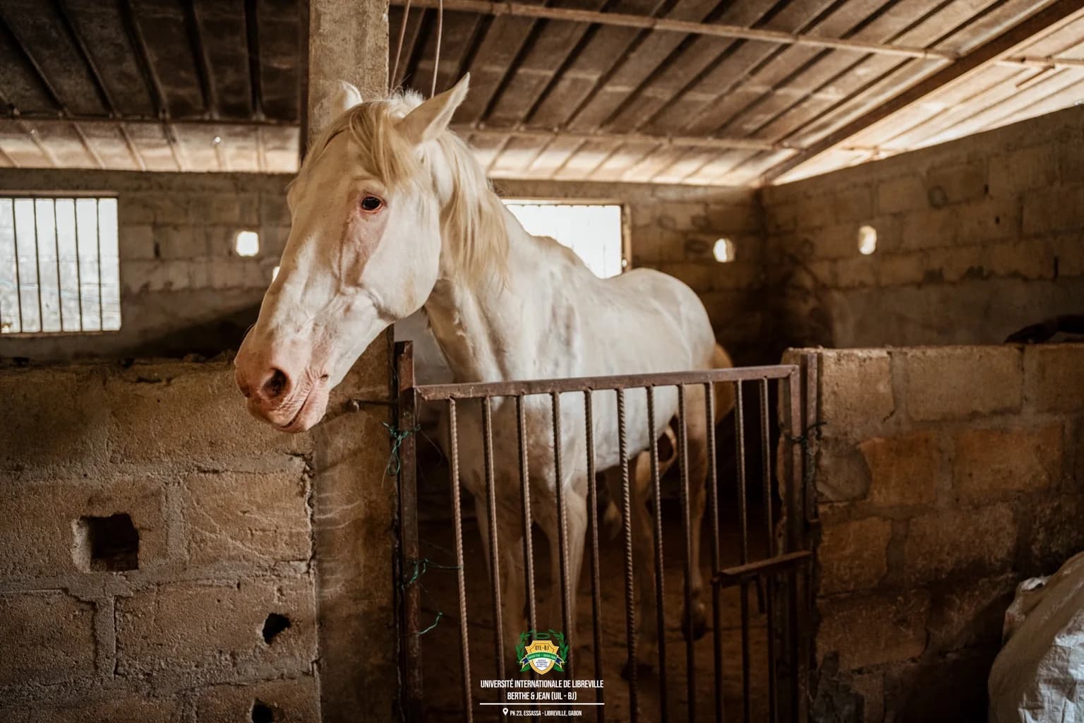 Cheval photographié dans son abri
