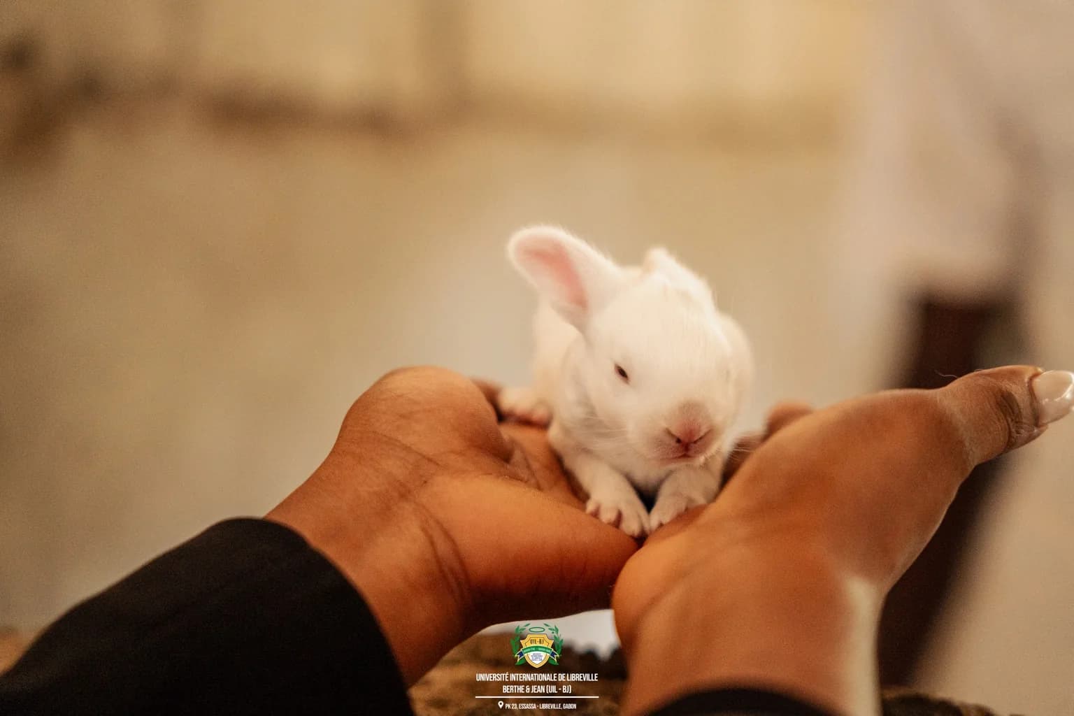 Lapin photographié dans une main
