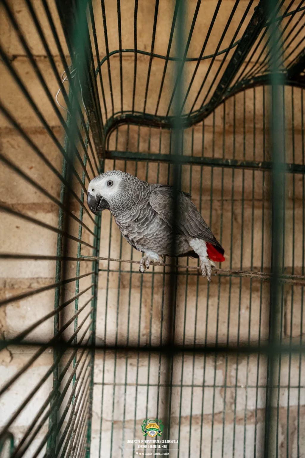 Perroquet observé dans une volière