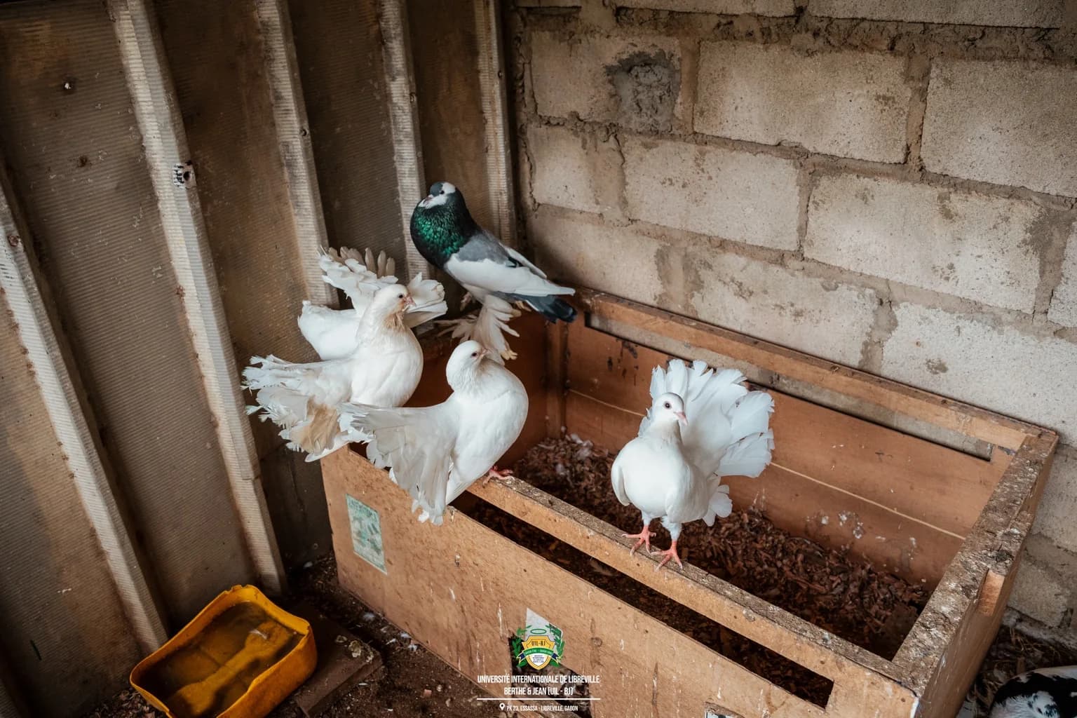Pigeons photographiés dans une volière