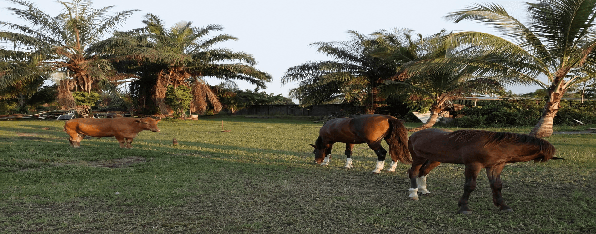 Animaux photographiés dans le parc animalier de l’UIL