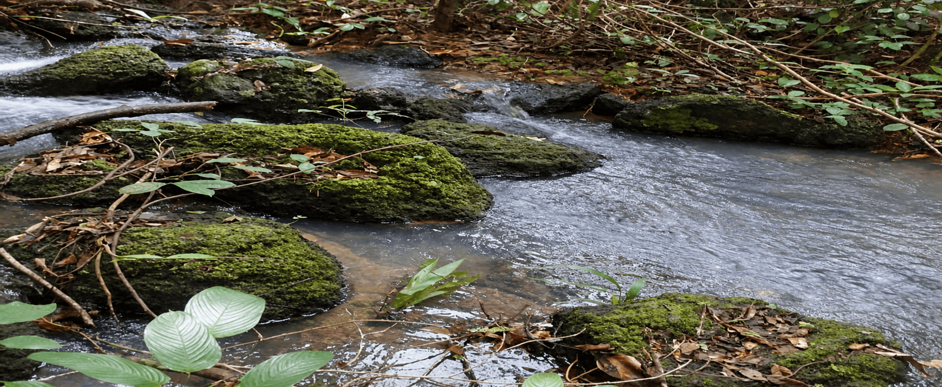 Cours d’eau du parcours botanique de l’UIL